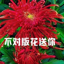 【品种菊花苗】牡丹菊花盆栽地栽名贵花耐热四季种植苗成月月菊花