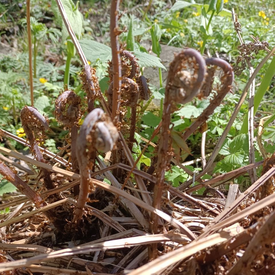 东北特产野生新鲜腌制咸猴子腿山菜山野菜猴子腿新货2斤装