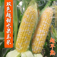 超甜水果玉米种子高产大棒甜糯彩糯春夏秋四季大田种植包玉米种籽