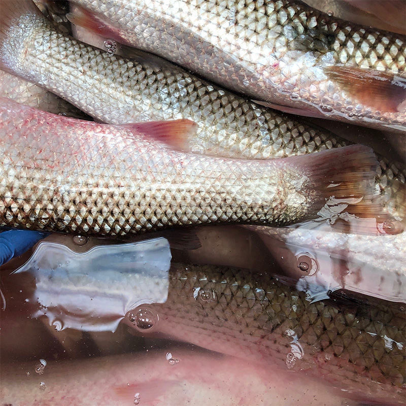 10斤包邮梭鱼海捕红眼梭子鱼新鲜活冻乌鲻鱼乌头海捕海鱼水产