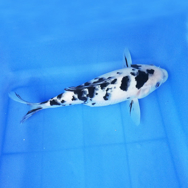 日本锦鲤小鱼苗批发白泻锦鲤白写锦鲤鱼鱼缸调色批发