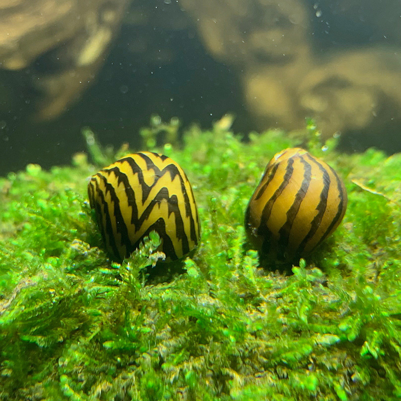 斑马螺西瓜螺除藻螺活体粗纹草缸清洁除藻观赏螺宠物