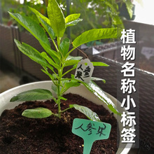 园艺标签插牌儿童手写植物名字标牌小吊牌花名多肉挂牌挂绳插签