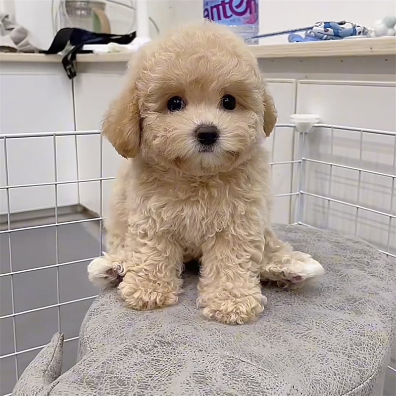 家养纯种泰迪幼犬活体红色香槟色黑色灰色泰迪幼犬高智商宠物泰迪