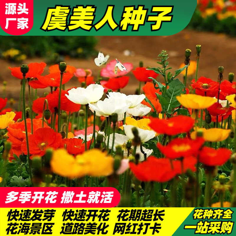 虞美人种子混色冰岛虞美人花种子春秋季播种庭院室外耐寒花海种籽