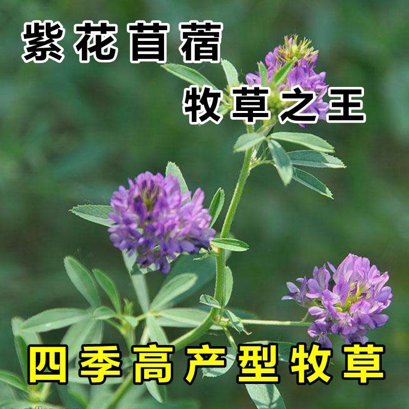 紫花苜蓿草种子鸡牛羊兔子鱼饲料草籽高产耐寒四季多年生牧草种籽