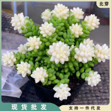 奶油玉坠锦多肉植物室内花卉绿植盆栽彩虹新玉缀稀有品种带盆带土