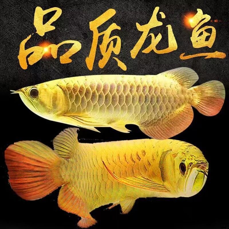 品质龙鱼大尾巴马来西亚金龙鱼满珠鳞红龙鱼苗银龙鱼