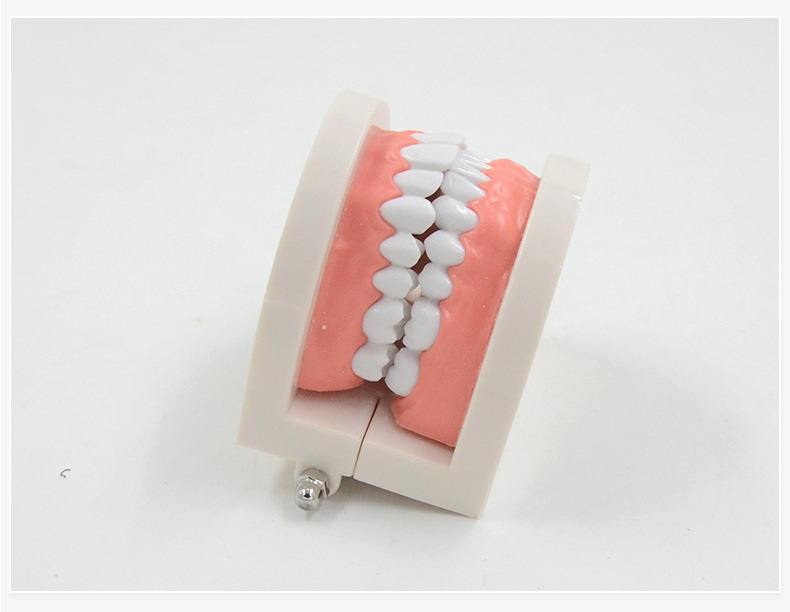 1比1大口腔模型牙模型模具教具模具牙科教学模型 可拆卸口腔假牙