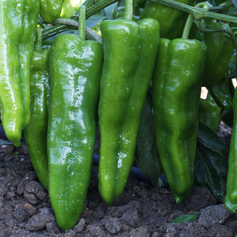 大果牛角椒种子一代杂交耐热青椒羊角辣椒籽春秋阳台菜园蔬菜种孑