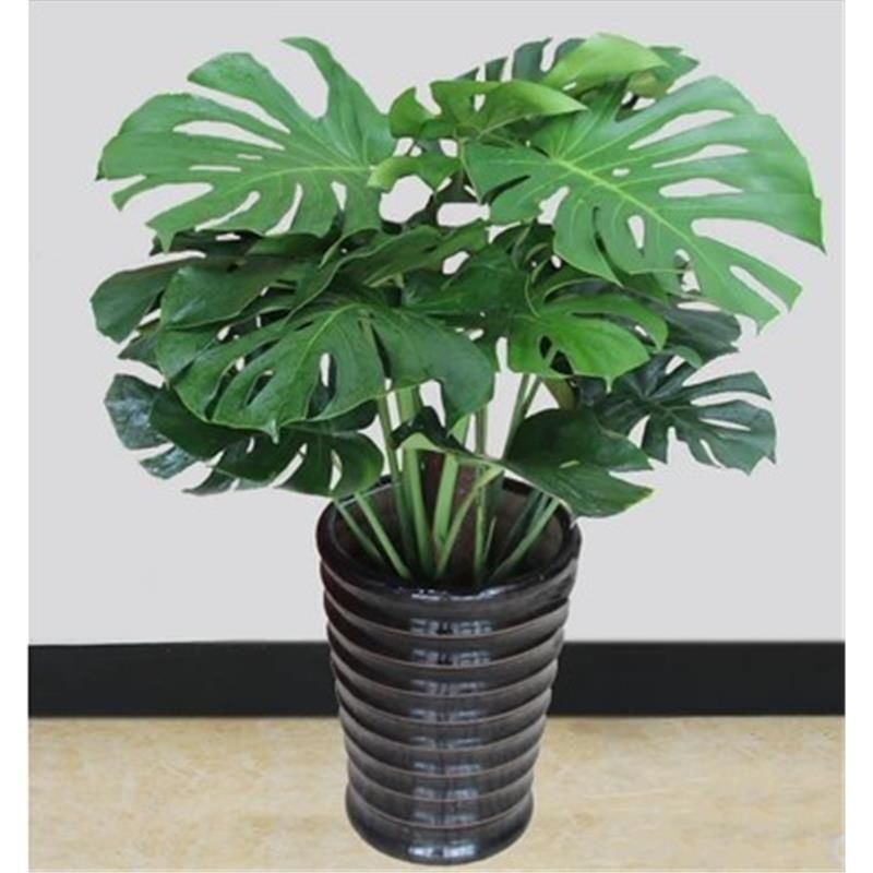 龟背竹植物室内四季常青办公室大盆栽大型花卉绿植一件批发代发