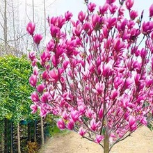 玉兰花树苗带花苞庭院耐寒耐冻花卉黄紫白玉兰户外地栽真花绿植物