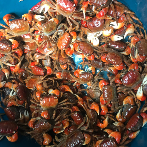 相手蟹批发将军蟹观赏蟹活体淡水螃蟹水族宠物桌面宠物爬宠寄居蟹