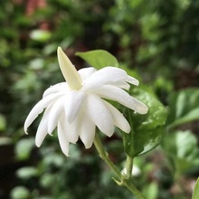 广东发货正宗重瓣笔尖茉莉 浓香型茉莉花苗 包邮香水茉莉花