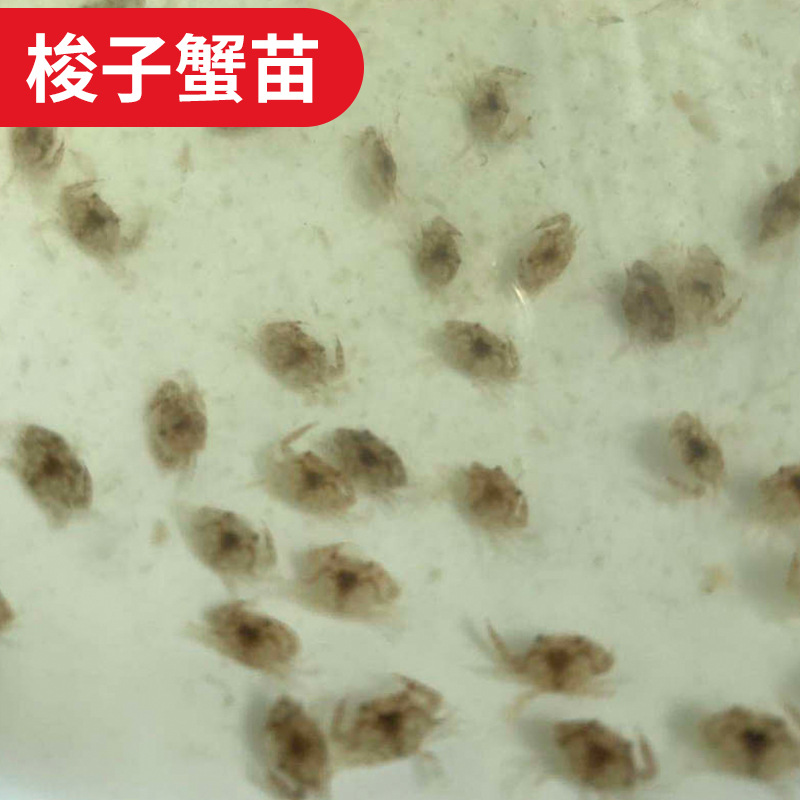 基地批发梭子蟹苗 螃蟹苗 淡水大闸蟹苗 海螃蟹苗 白蟹苗