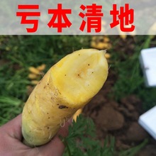 胡萝卜山西新鲜批发价蔬菜萝卜蔬菜新鲜手抓饭黄心跨境厂家直销