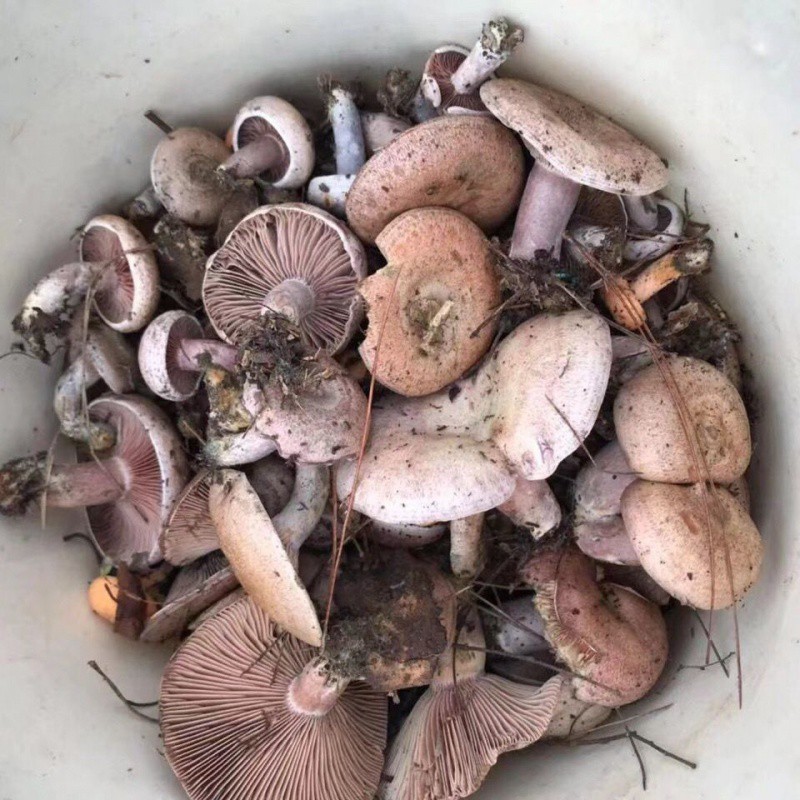 湖南野生菌-湖南野生菌厂家,品牌,图片,热帖-阿里巴巴