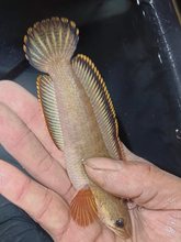 六角恐龙鱼淡水冷水鱼宠物鱼蝾螈四脚娃娃鱼小宠物观赏鱼好养耐活