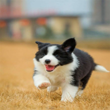 出售纯种边境牧羊犬幼犬活体家养赛级双血统边牧三通七白边牧幼崽