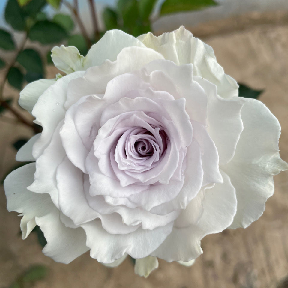 本店月季花苗加百列盆栽带花苞大花浓香四季开花绿植