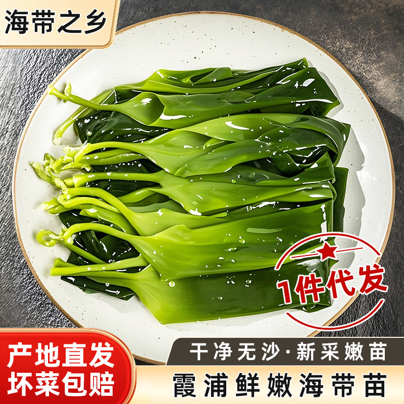 霞浦特产海带苗嫩盐渍新鲜海带芽小苗级非干货凉拌火锅批发可代发