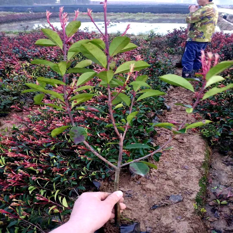 基地批发绿化 红叶石楠 石楠球 规格齐全 园林绿化彩叶植物