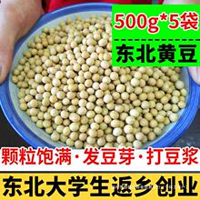 豆芽500g非专用5黄豆发豆转基因东北打袋新农家自种大豆豆浆