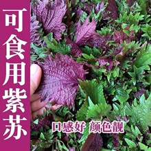 双面紫苏四季食用野苏紫菜菜种子大全耐热阳台庭院盆栽蔬菜种子籽