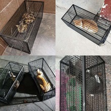 全自动捕猫笼人道救助捉猫笼超市抓猫笼新款抓猫器逮猫捕猫器