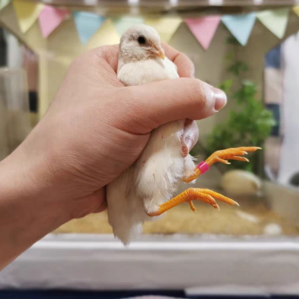 小鸡小鸡服装饰品