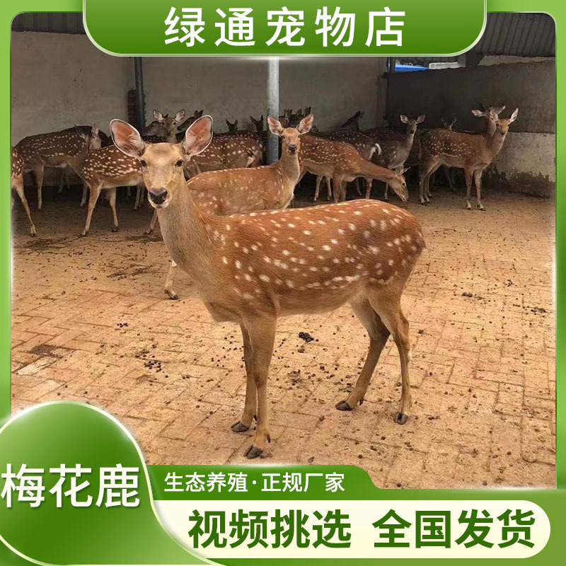 00元300只可售买家服务支付方式绿通梅花鹿养殖场出售出租小鹿,大母鹿
