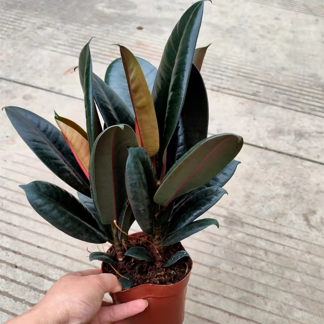 150#黑金刚橡皮树美国榕小盆栽绿植花卉办公室桌面植物一件18盆