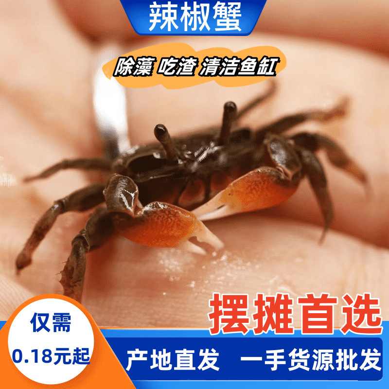 迷你辣椒蟹观赏蟹批发摆摊专用活体小螃蟹相守蟹将军