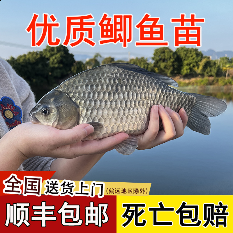 鲫鱼苗特大中科35号鲫鱼苗工程鲫鱼苗黄金鲫鱼苗白土