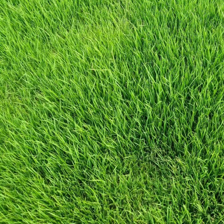 批发真草坪足球场绿化使用高羊茅黑麦草四季青工程绿化草坪草皮卷