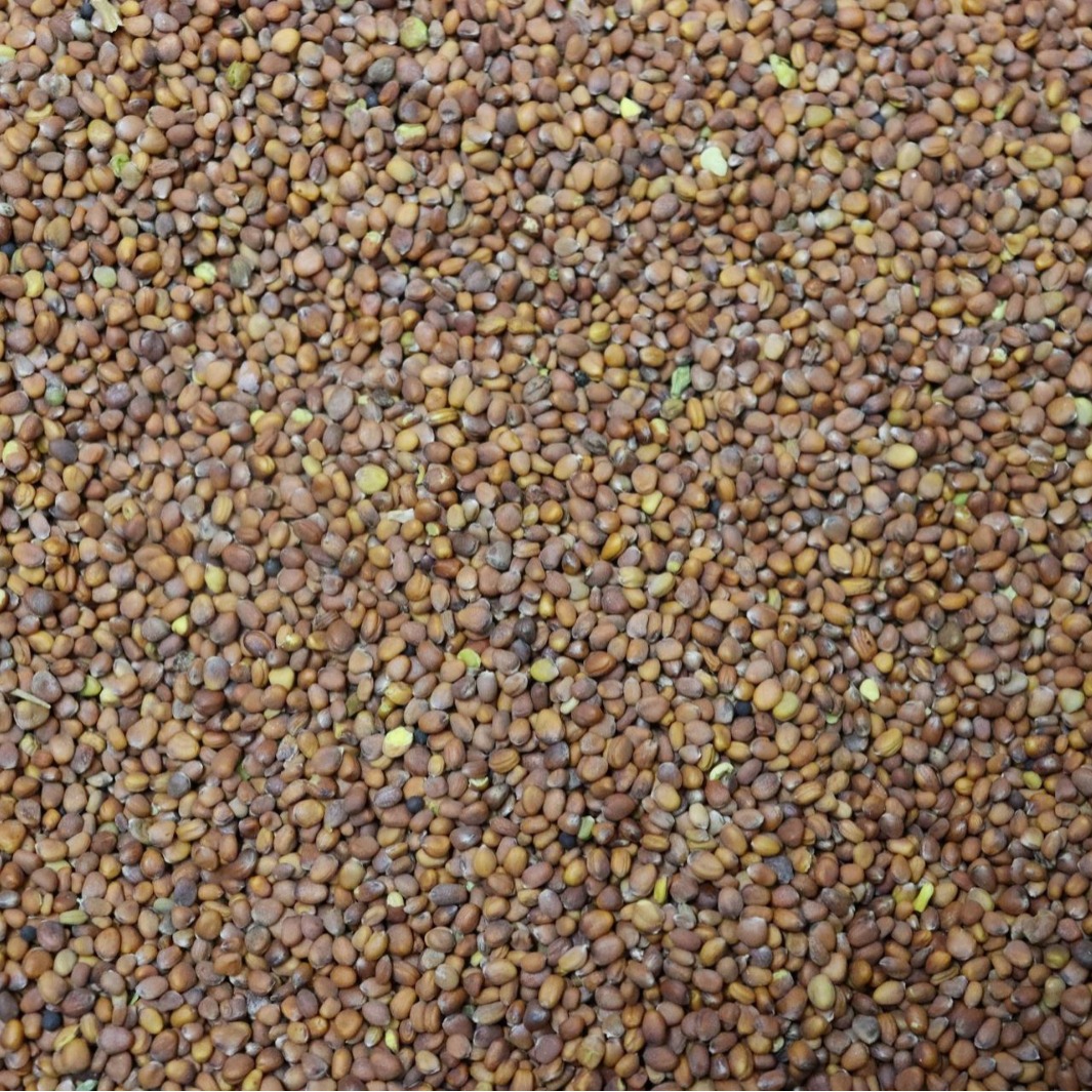 莱菔子 统 产地四川 500g 中药材批发 规格齐全-阿里巴巴