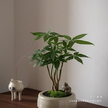 新款静艺花舍 奇趣发财树盆栽室内桌面花卉植物四季常青好养绿植