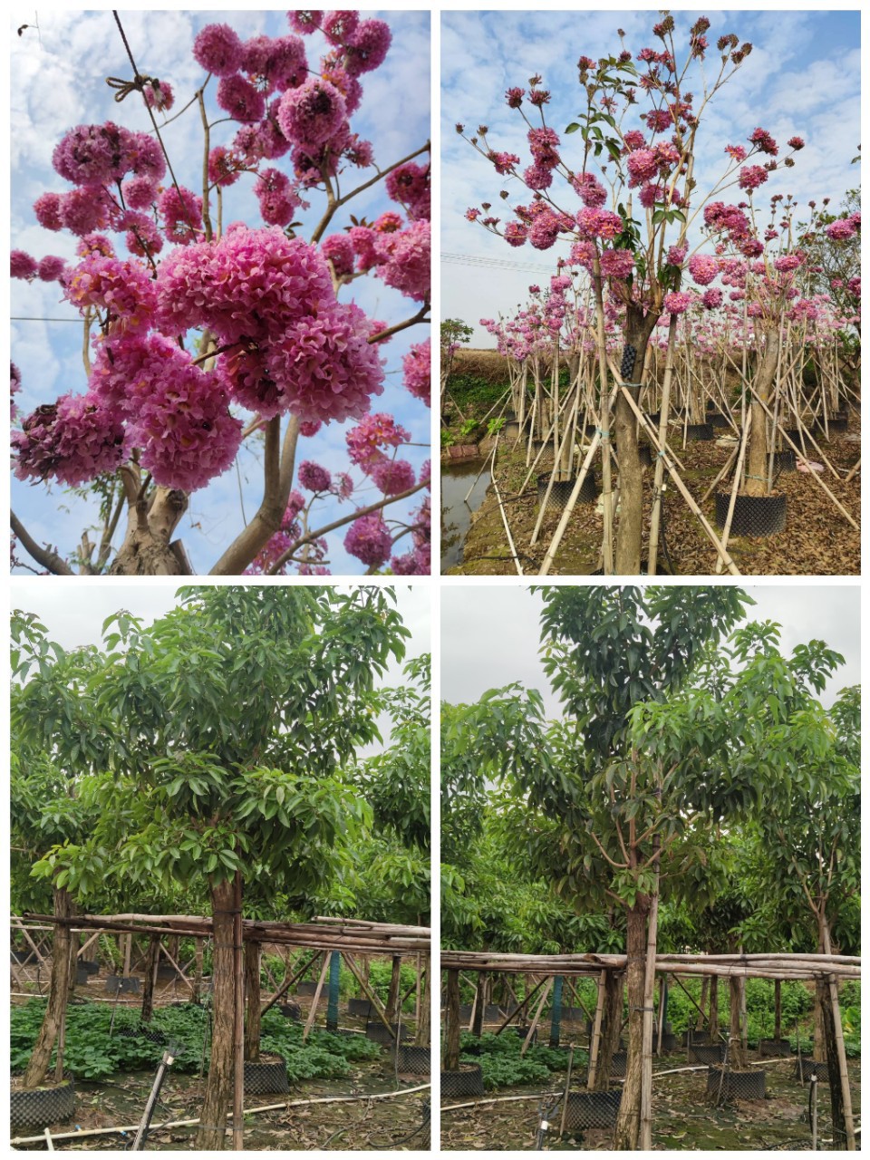 中山紫花风铃木价格 庭院园艺绿植 基地直销 紫花风铃木苗报价