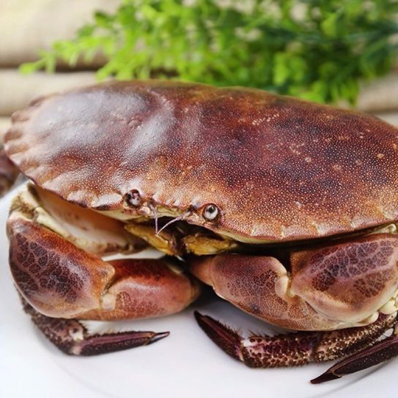面包蟹 鲜活螃蟹活体海鲜帝王大龙虾鲜冻熟冻黄金5斤2斤斤礼盒装