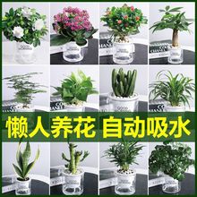 绿萝花卉盆栽植物文竹发财树苗水培好养懒人室内四季带花盆景客厅