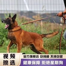 马犬幼犬纯种活体出售警犬护卫犬马犬活物工作犬中型犬爆红小马犬