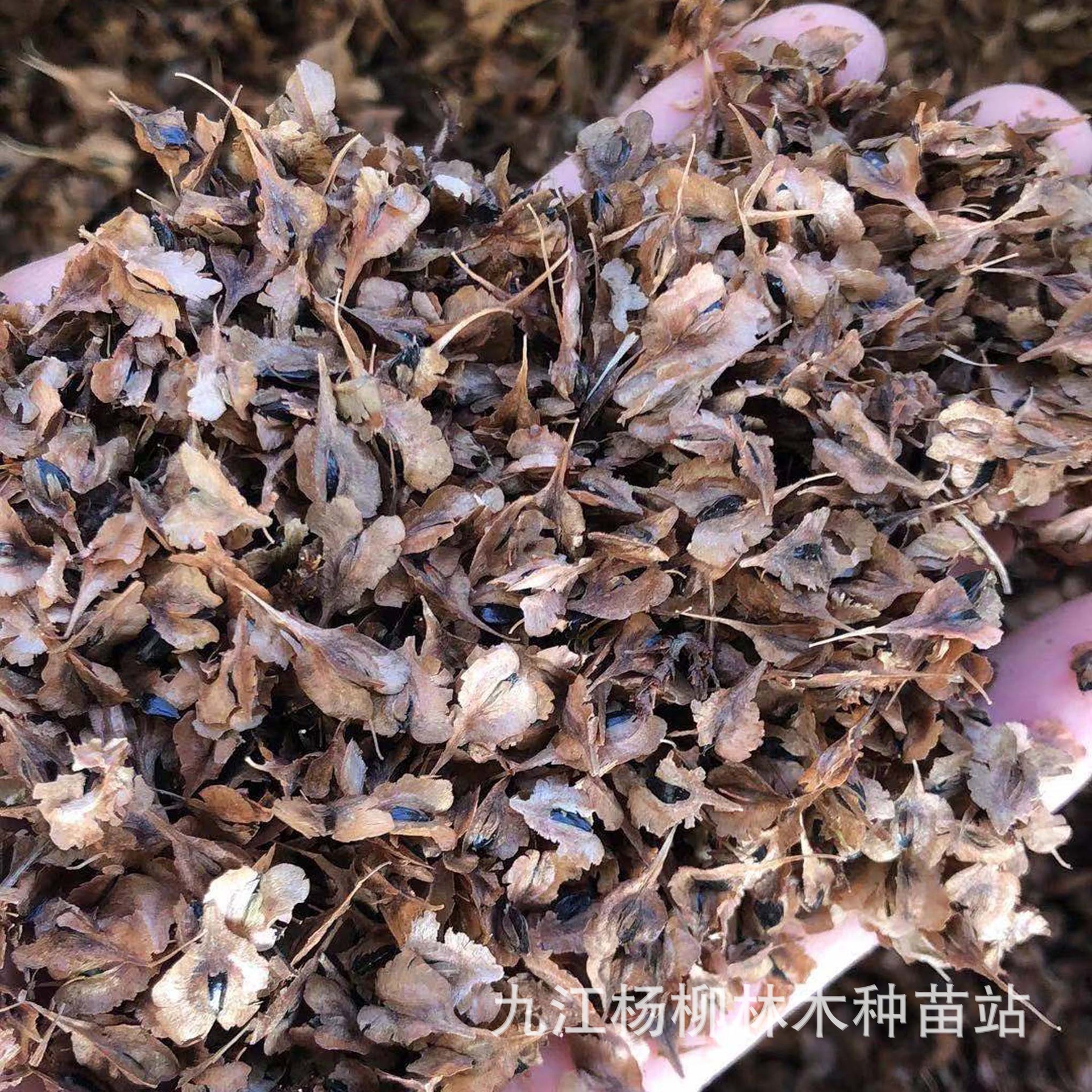 桃核绿化苗木种子