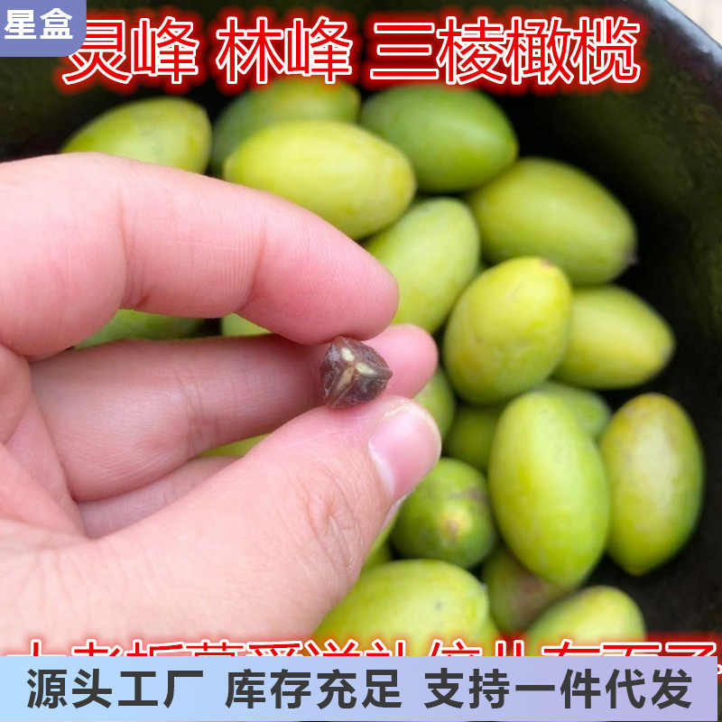 福建甜种灵峰橄榄适合生吃林峰香榄青果檀香气味酥脆无渣多汁500g