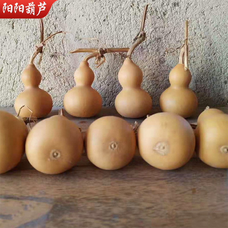 新货天然手捻葫芦批发 聊城工艺品素葫芦民间文玩工艺把玩小葫芦