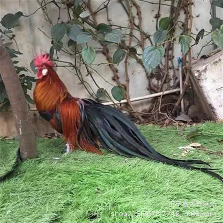 出售婆罗门鸡 婆罗门鸡一只有多重 怀特鸡 长尾鸡 观赏鸡养殖场