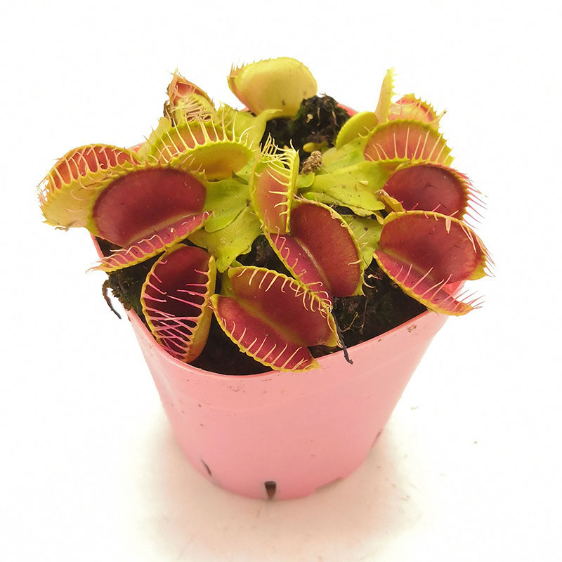 菲朗食虫植物 四大名捕新奇特捕蝇草瓶子草猪笼草茅膏菜新手易养