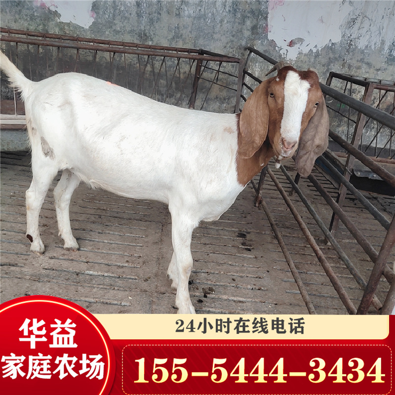 波尔山羊羊羔 羊苗 一只波尔山羊多少钱 育肥羊苗养殖-阿里巴巴
