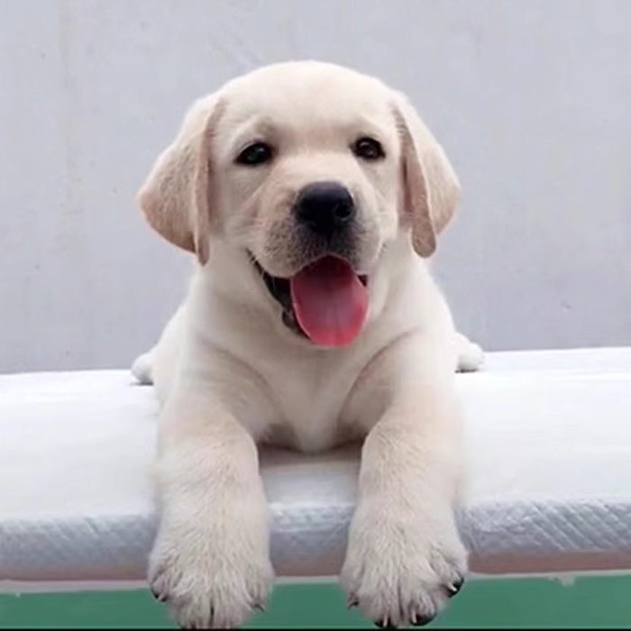 纯种拉布拉多幼犬活体神犬小七大骨架导盲寻回犬黑色中型宠物狗狗