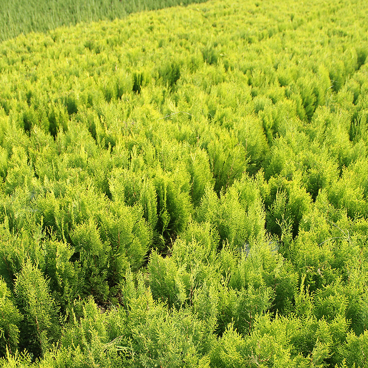 洒金柏苗批发工程绿化苗木庭院绿篱洒金柏球 色块灌丛洒金柏小苗