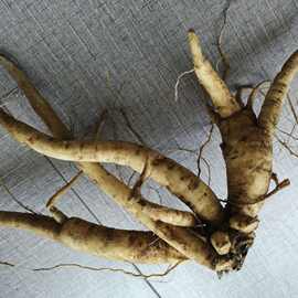 贵州野生续断纯根生货500g 中药材川断新鲜和尚头接骨草川段草药